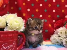 マンチカン(長足)【福岡県・男の子・2018年4月4日・ブラウンタビー】の写真2