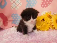 マンチカン【福岡県・男の子・2016年7月7日・ブラック&ホワイト】の写真2