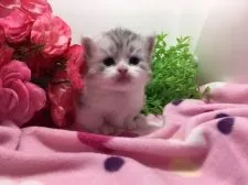 ミヌエット【福岡県・男の子・2019年1月13日・シルバータビー&ホワイト】の写真2