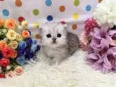 ミヌエット(短足)【福岡県・男の子・2024年2月27日・シルバータビーホワイト】の写真3