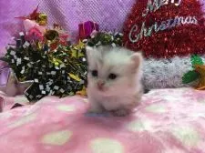 マンチカン【福岡県・女の子・2016年11月8日・シルバーパッチドタビー&ホワイト】の写真3