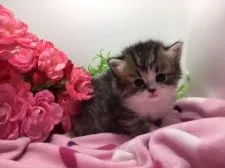 ミヌエット【福岡県・女の子・2019年1月13日・ブラウンタビー&ホワイト】の写真3