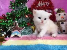 ミヌエット【福岡県・男の子・2017年10月25日・カメオタビー&ホワイト】の写真3