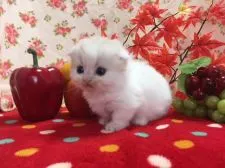 マンチカン【福岡県・男の子・2017年10月5日・カメオタビー&ホワイト】の写真3