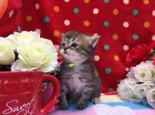 マンチカン(長足)【福岡県・男の子・2018年4月4日・ブラウンタビー】の写真3