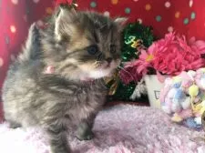 ミヌエット【福岡県・男の子・2016年11月15日・ブラウンタビー】の写真3