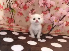 マンチカン【福岡県・男の子・2017年2月10日・ブラック&ホワイト】の写真3