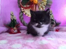 マンチカン【福岡県・女の子・2016年12月15日・ブラック&ホワイト】の写真3