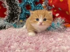 マンチカン(短足)【福岡県・女の子・2021年11月21日・レッドタビー&ホワイト】の写真3