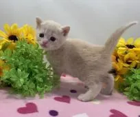 マンチカン(長足)【福岡県・女の子・2020年7月4日・クリームタビー】の写真3