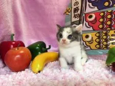 マンチカン【福岡県・女の子・2017年4月6日・シルバーパッチドタビー&ホワイト】の写真3