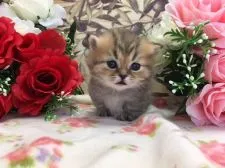 マンチカン(短足)【福岡県・女の子・2018年3月1日・】の写真3