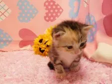 マンチカン【福岡県・女の子・2016年7月6日・シルバーパッチドタビー&ホワイト】の写真4