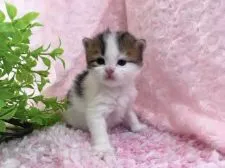 マンチカン(長足)【福岡県・男の子・2019年3月3日・ブラウンタビー&ホワイト】の写真4