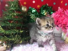 ミヌエット【福岡県・女の子・2016年11月15日・ブラウンタビー】の写真4