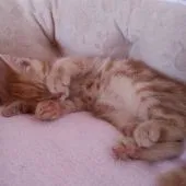 マンチカン【福岡県・男の子・2016年3月30日・レッドタビー】の写真4