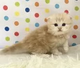 マンチカン(長足)【福岡県・女の子・2024年9月26日・クリームタビーホワイト】の写真4