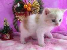 マンチカン【福岡県・男の子・2016年12月15日・レッドタビー&ホワイト】の写真4