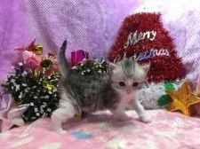 マンチカン【福岡県・男の子・2016年11月8日・シルバータビー&ホワイト】の写真4