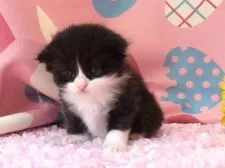 マンチカン【福岡県・男の子・2016年7月7日・ブラック&ホワイト】の写真4