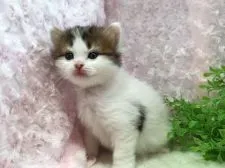 マンチカン(長足)【福岡県・男の子・2019年3月24日・ブラウンタビー&ホワイト】の写真4