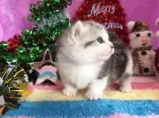 ミヌエット【福岡県・男の子・2017年10月25日・シルバータビー&ホワイト】の写真4