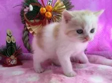 マンチカン【福岡県・男の子・2016年12月15日・レッドタビー&ホワイト】の写真5