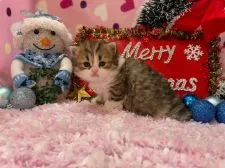 ミヌエット【福岡県・男の子・2021年11月8日・ブラウンタビー&ホワイト】の写真5