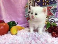 マンチカン【福岡県・男の子・2017年4月13日・クリームタビー&ホワイト】の写真5