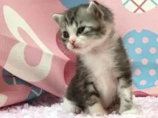 マンチカン【福岡県・女の子・2016年7月6日・シルバータビー&ホワイト】の写真5