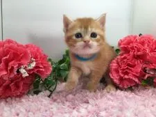 マンチカン(長足)【福岡県・女の子・2019年3月16日・レッドタビー】の写真5