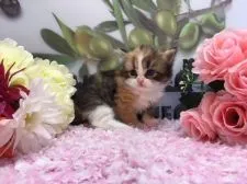 ミヌエット【福岡県・女の子・2018年4月16日・ブラウンパッチドタビー&ホワイト】の写真5