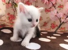 マンチカン【福岡県・男の子・2017年2月10日・ブラック&ホワイト】の写真5