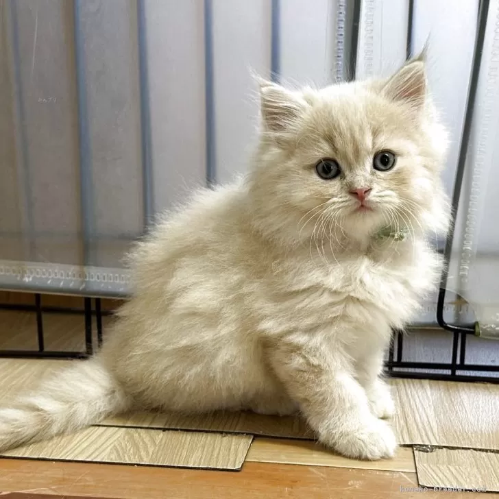 ID：2510-01507の子猫