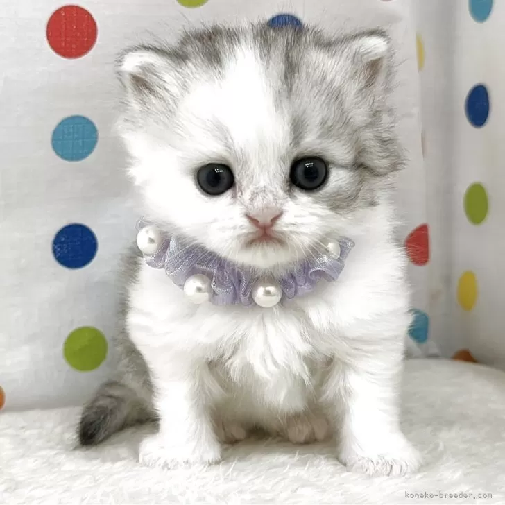ID：2505-03857の子猫