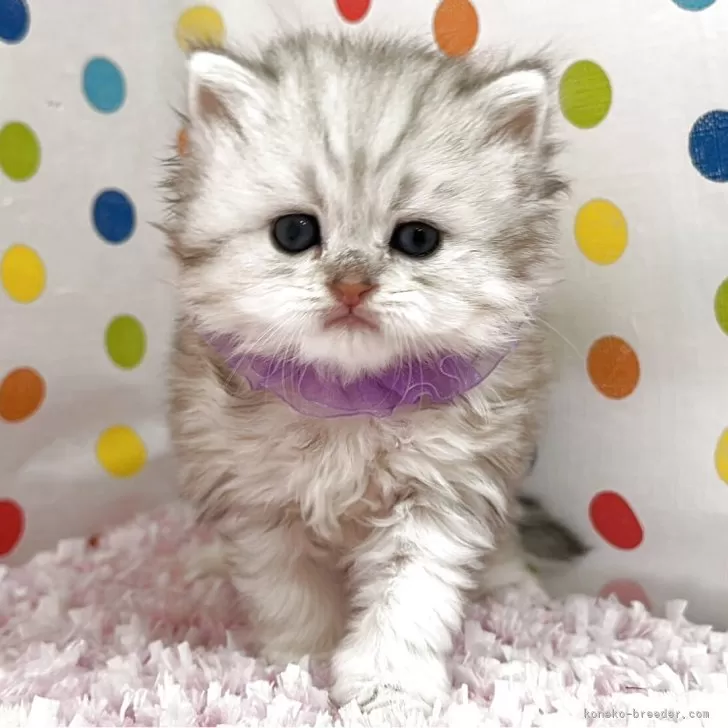 ID:2507-00518の子猫