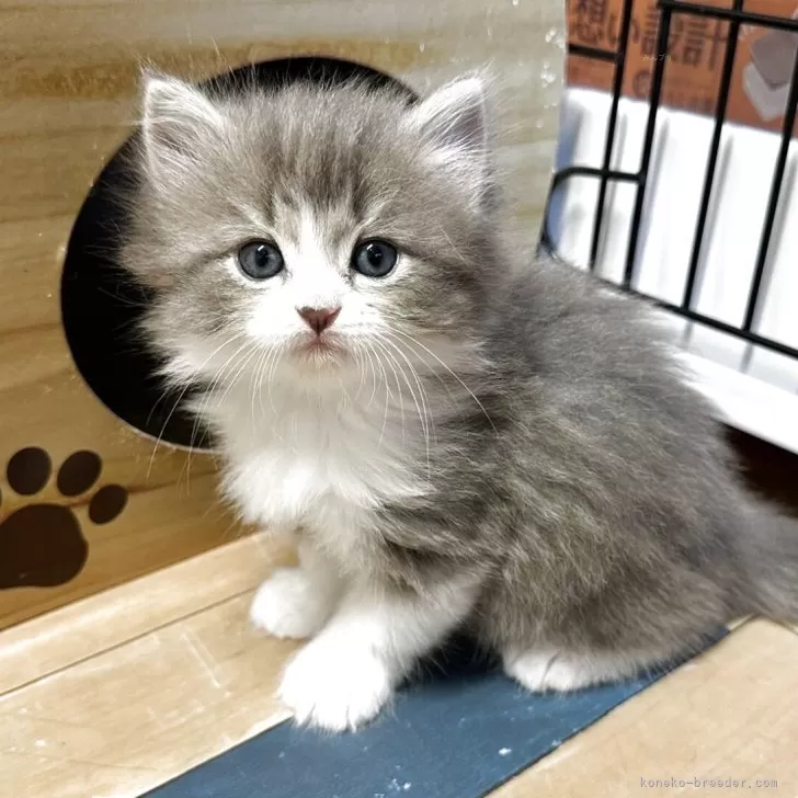 ID：2507-00521の子猫