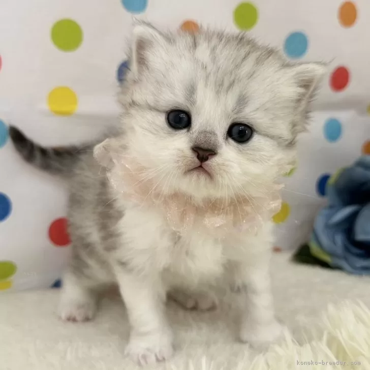 SERIKA 様のお迎えした子猫