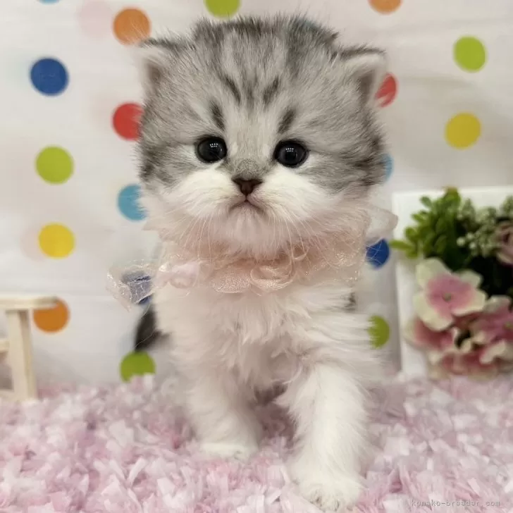 ココ 様のお迎えした子猫