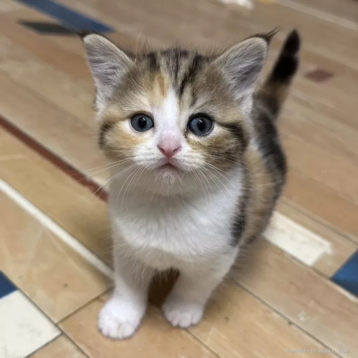 ミヌエット(長足)【福岡県・女の子・2025年10月19日・ブラウンパッチドタビーホワイト】の写真1