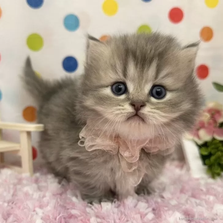 ID:2503-01005の子猫