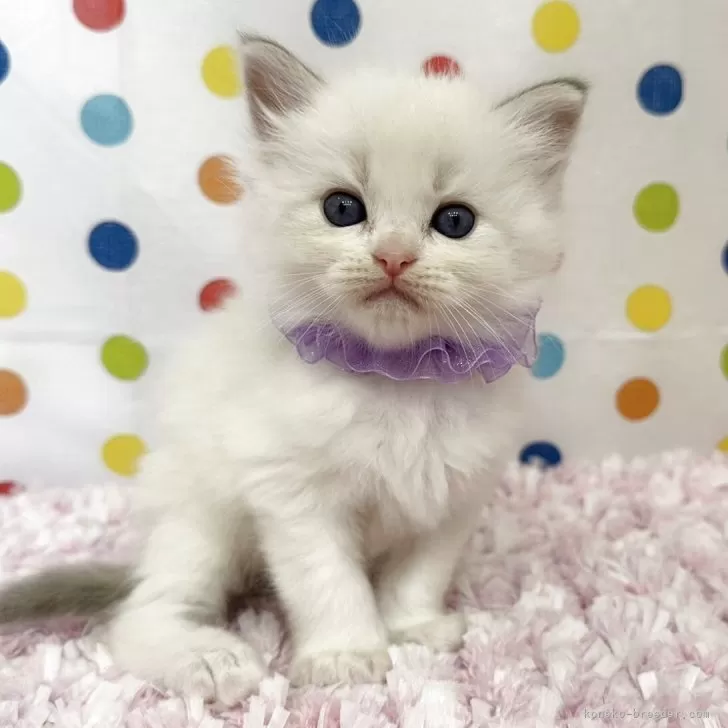 ID:2509-01408の子猫