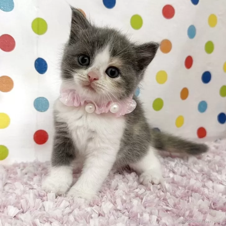 ID：2509-01416の子猫