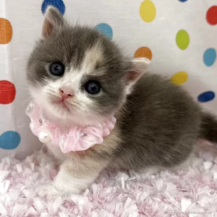 ID:2507-02773の子猫