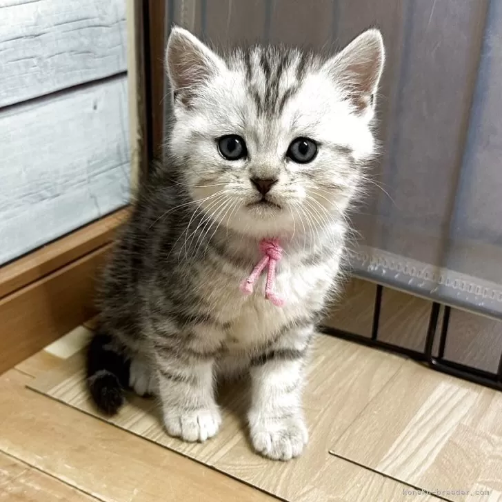 マンチカン(長足)【福岡県・男の子・2026年2月6日・シルバータビー】の写真1