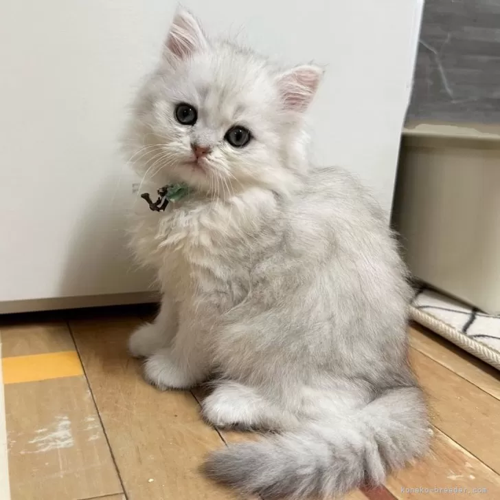 ID:2504-00504の子猫