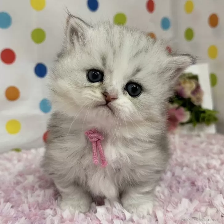 ID：2504-00546の子猫