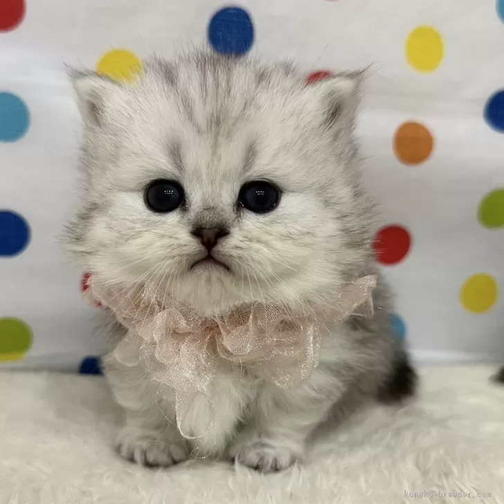 ID:2504-00497の子猫
