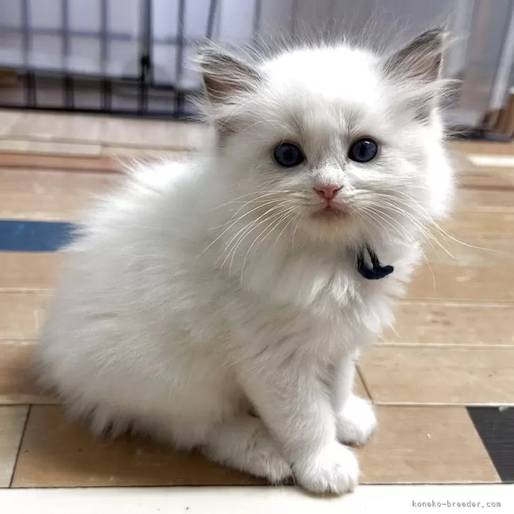 ID：2510-02503の子猫