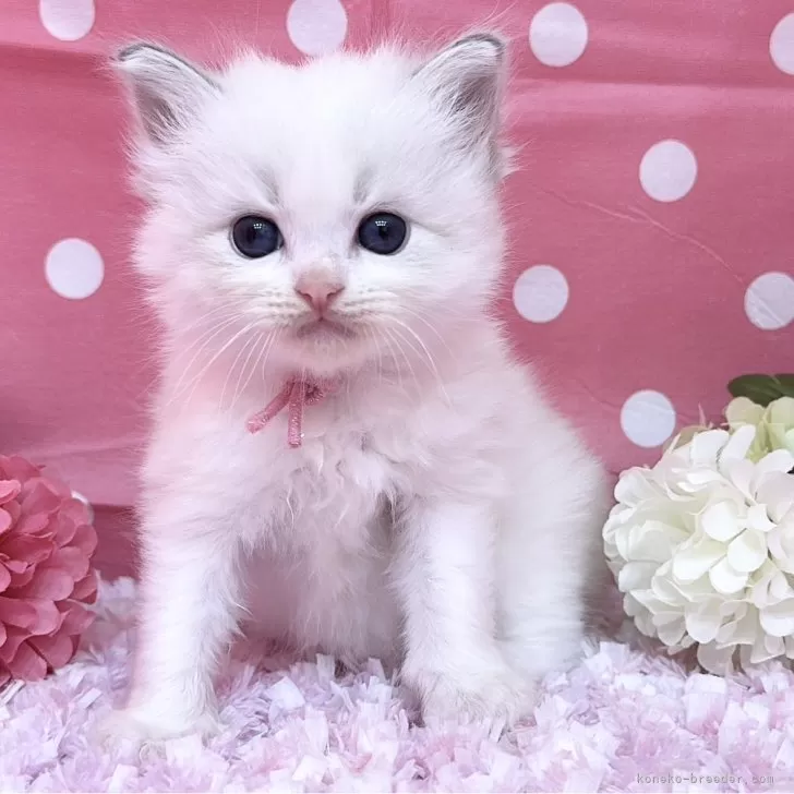 ID：2504-02085の子猫